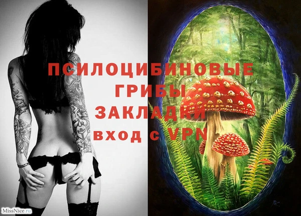 прущие грибы Аркадак